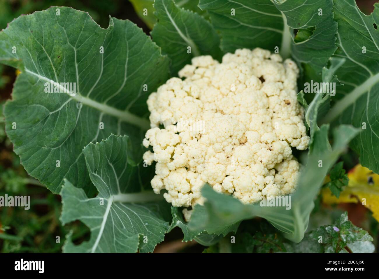 Organic cauliflower growing in a vegetable garden in Germany mid ...