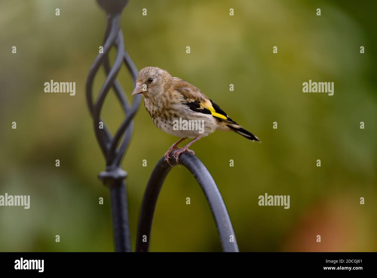 Fledgling Goldfinch Perched on a Bird Feeder Pole Stock Photo