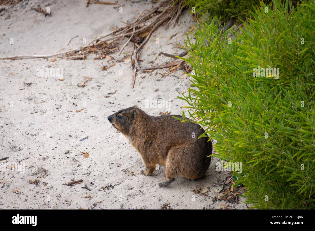 Rabbit on beach hi-res stock photography and images - Alamy