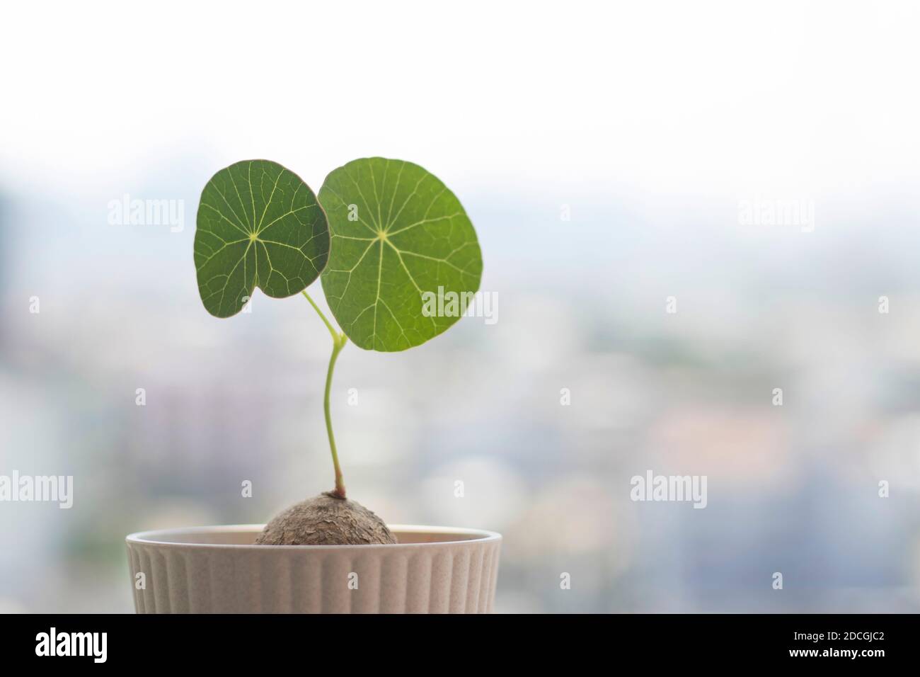 Stephania erecta with blurred background. Herbaceous plant with spherical leaves on blurred background. Stock Photo