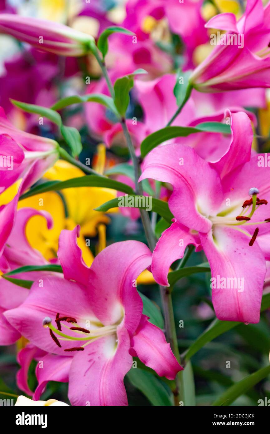 Purple Lily Flowers with Stamen Stock Photo - Alamy