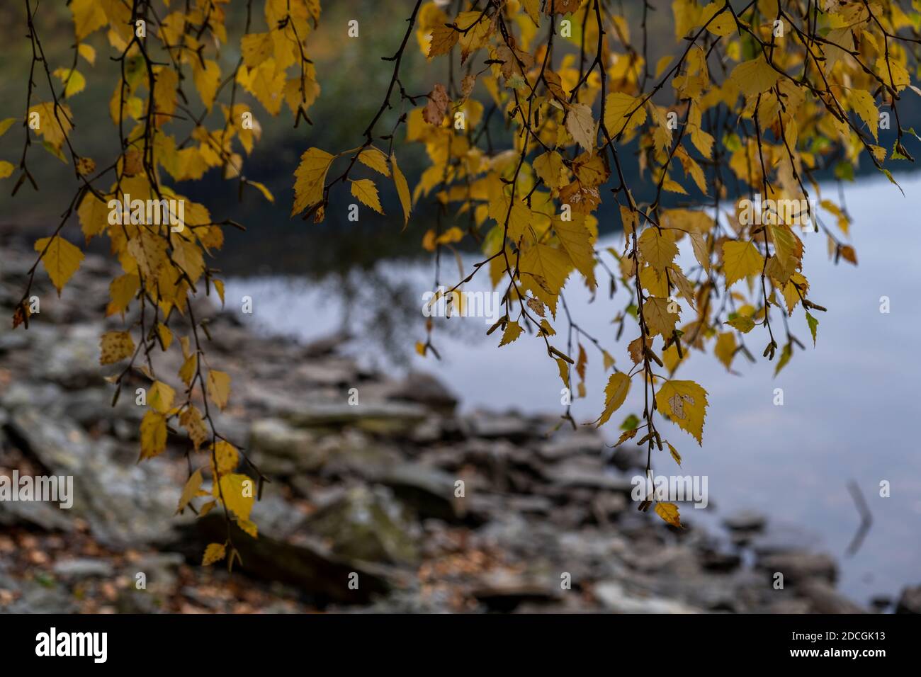 Weeping Willow Autumn Hi-res Stock Photography And Images - Alamy