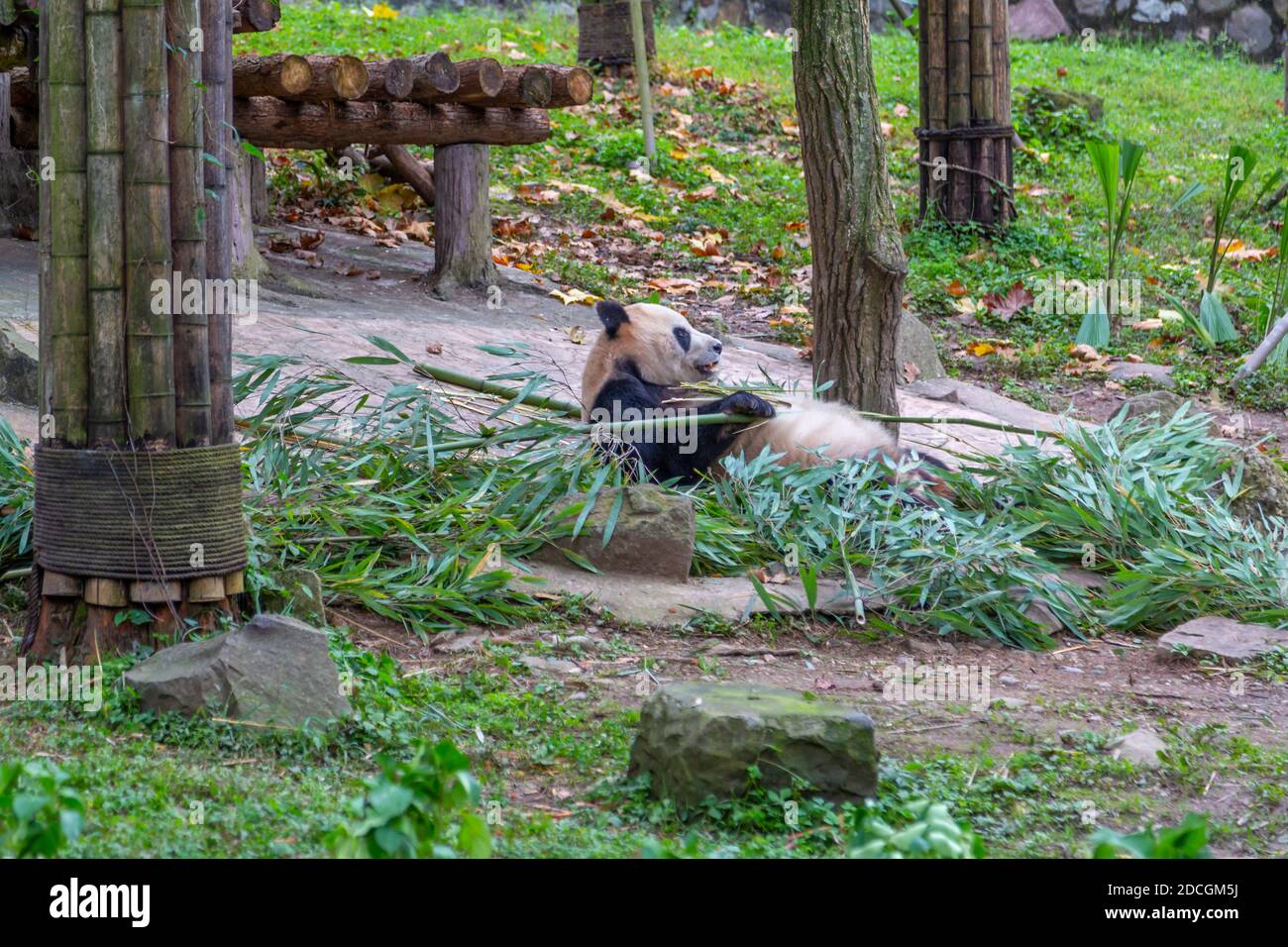 View of Giant Panda in the Dujiangyan Panda Base Chengdu, Sichuan ...