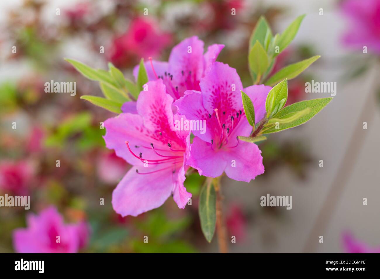 Azalea (Rhododendron) with pink fuscia flowers Stock Photo