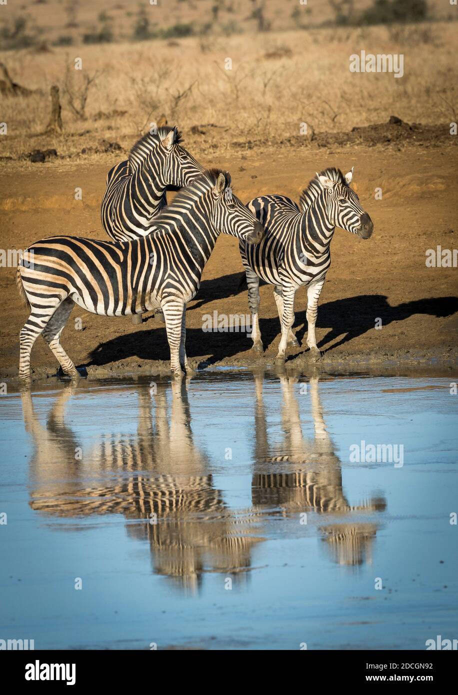 Three adult zebras standing at the edge of blue water looking alert in Kruger Park in South Africa Stock Photo