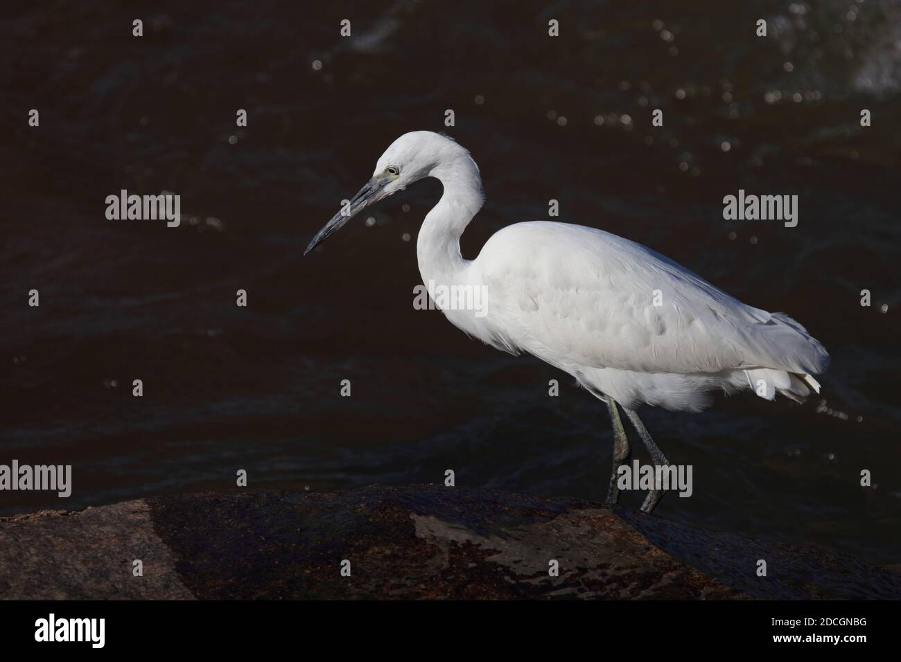 Vogel wildlife australien hi-res stock photography and images - Alamy