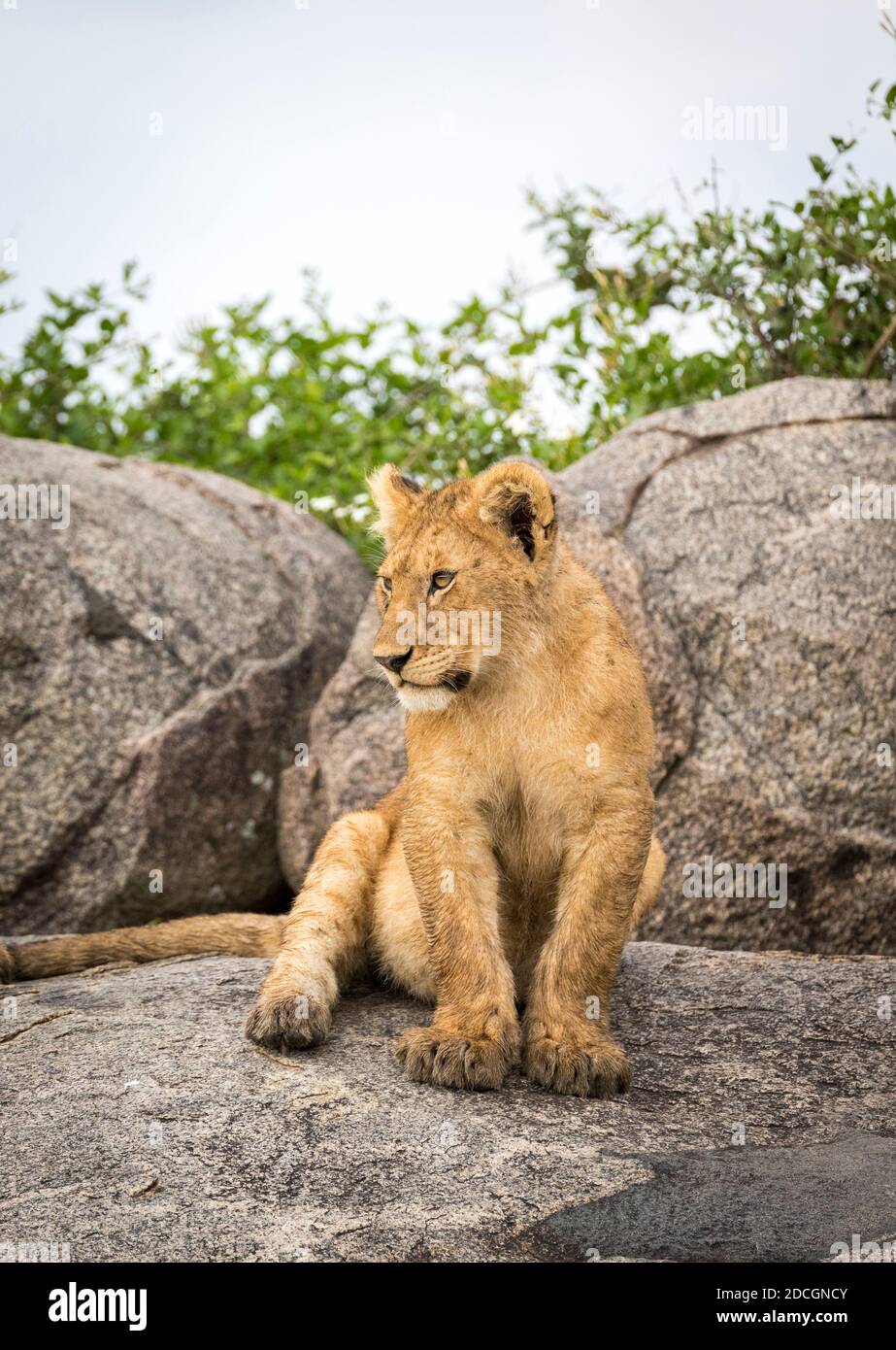 Young lion cub sitting on a large rock looking alert in Serengeti Reserve in Tanzania Stock Photo