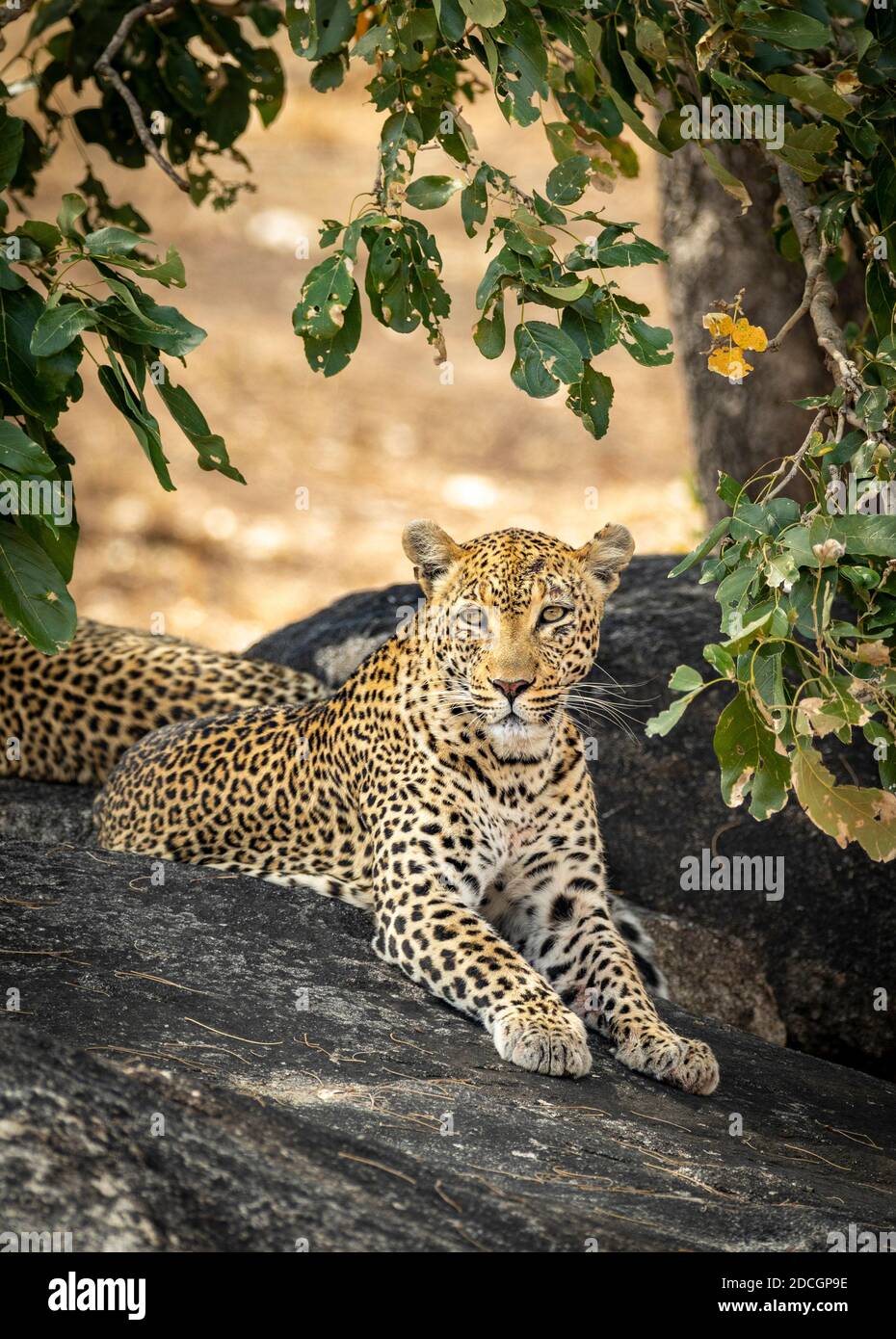 Two leopards lying on large rocks under a tree in Kruger Park in South Africa Stock Photo