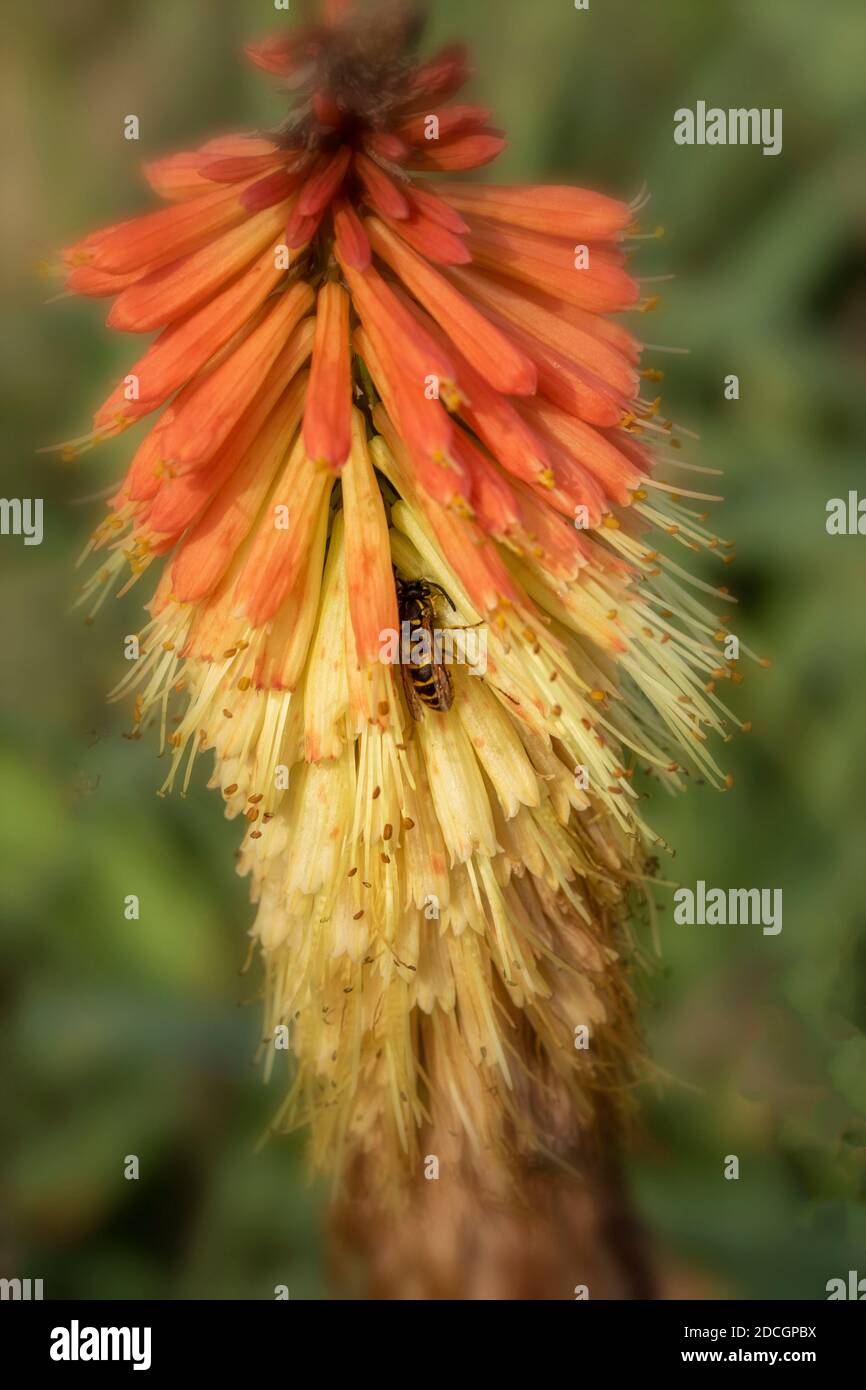 Red hot pokers (Kniphofia) flowering in late summer, natural floral portrait Stock Photo