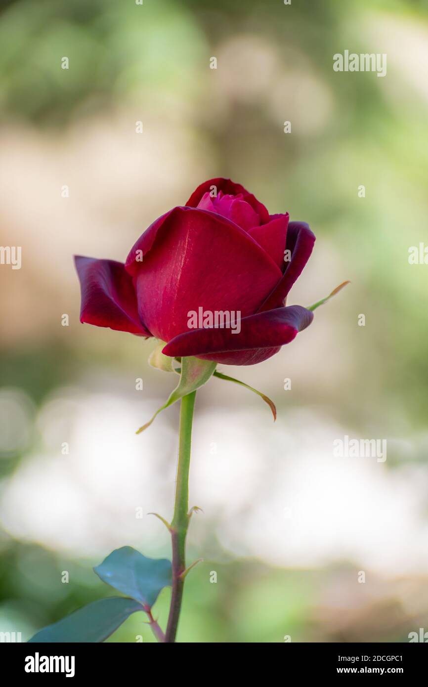 Red Textured Rose Velvet textured plant hi-res stock photography and images - Alamy