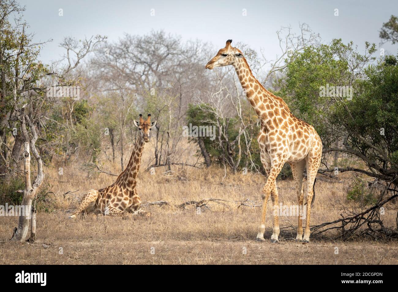 One giraffe standing and the other lying down in dry bush in Kruger Park in South Africa Stock Photo