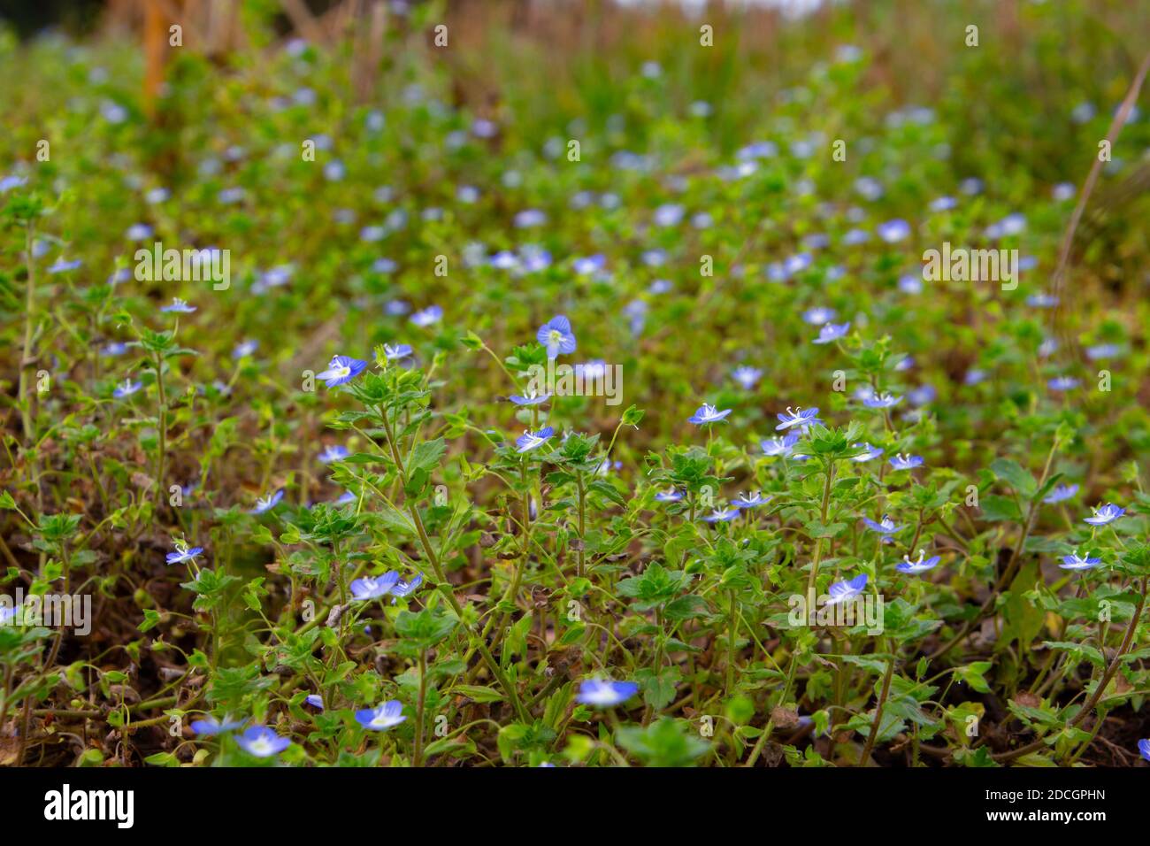 Many blue flowers of corn speedwell with selective focus and copy space, also called veronica arvensis or Feld Ehrenpreis Stock Photo