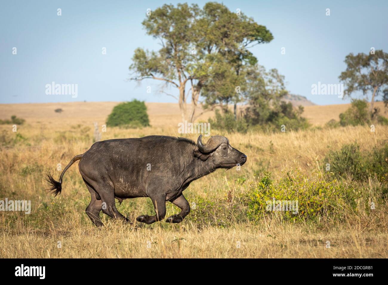 African male buffalo running at full speed in the grassy plains of Masai Mara in Kenya Stock Photo