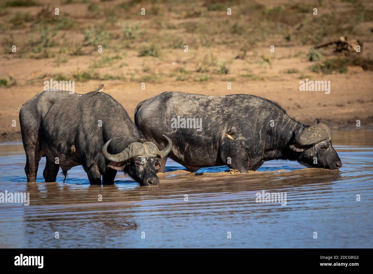 Two adult African male buffalo drinking water in Kruger Park in South Africa Stock Photo