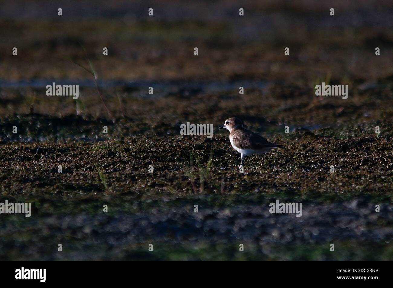 Javan plover are looking for food on the river bank. Javan plover (Charadrius javanicus) is a species of bird in the family Charadriidae. Stock Photo