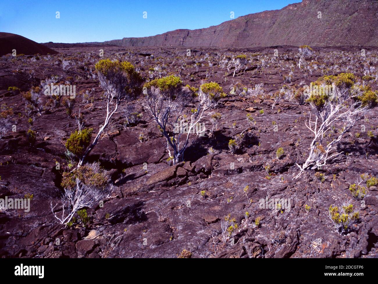 Volcanic Landscape or Moorland with Heath or Heather, Philippia montana, Growing on Lava Rock on the Flanks of the Piton de la Fournaise Volcano La Reunion or Reunion Island France Stock Photo