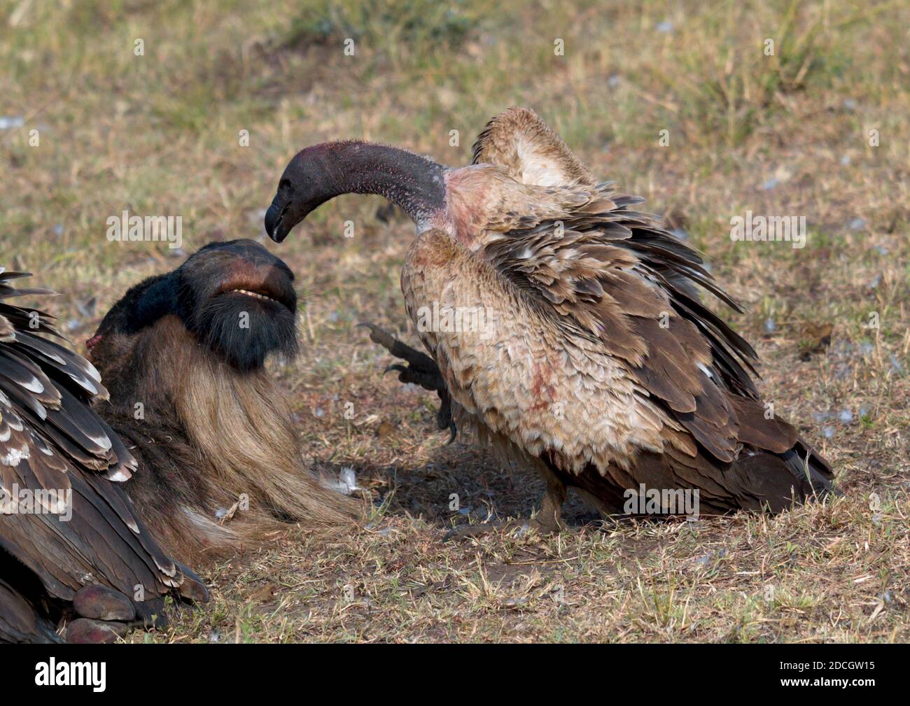 Vultures eating a dead wildebeest, Rift Valley Province, Maasai Mara, Kenya Stock Photo