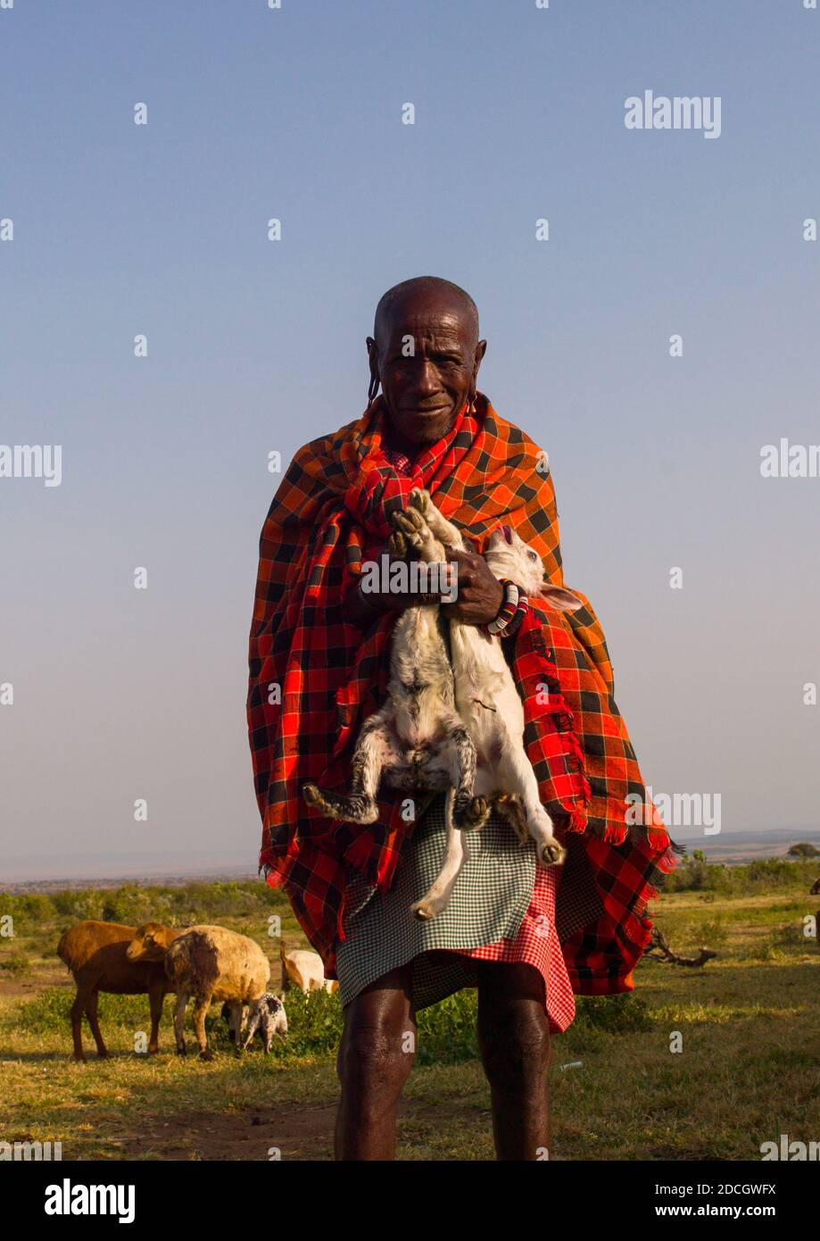 Maasai tribe man holding baby sheeps, Narok, Siana, Kenya Stock Photo