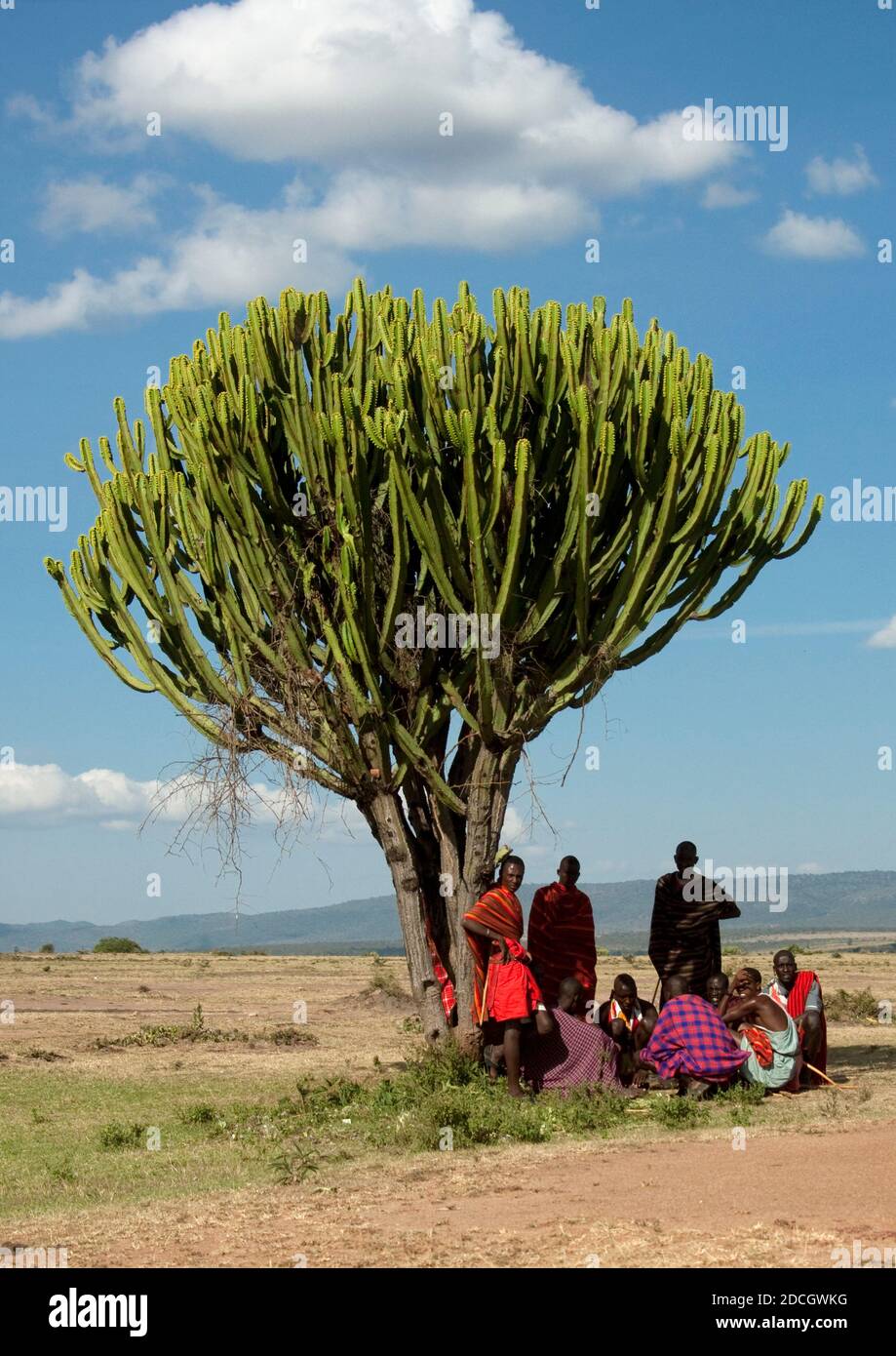 Maasai tribe men looking for shadow under a tree, Rift Valley Province, Maasai Mara, Kenya Stock Photo