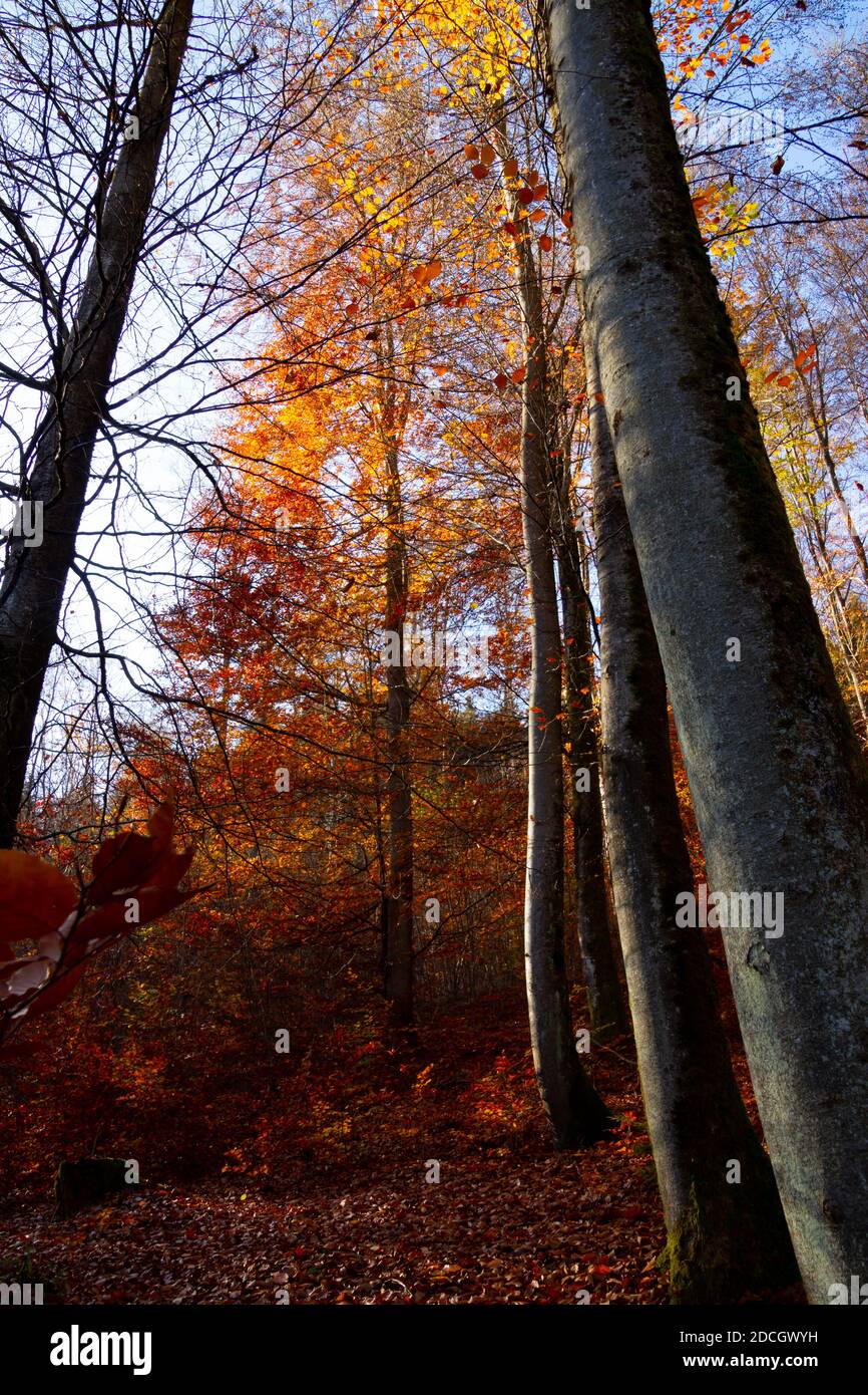 Autumn forest trees for natural autumn background Stock Photo