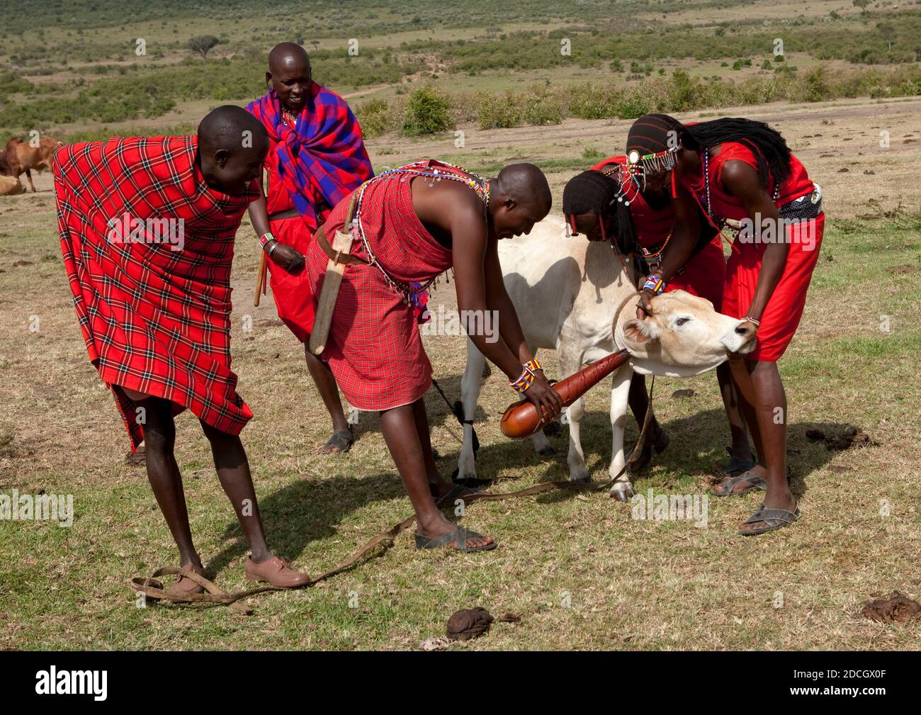 Maasai men collecting blood from a cow, Rift Valley Province, Maasai Mara, Kenya Stock Photo