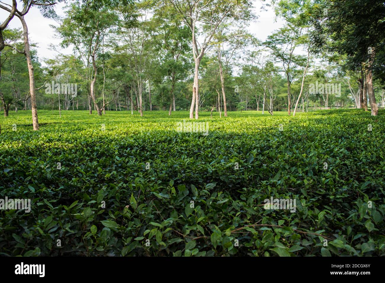 Green tea garden of Assam grown in lowland and Brahmaputra River Valley