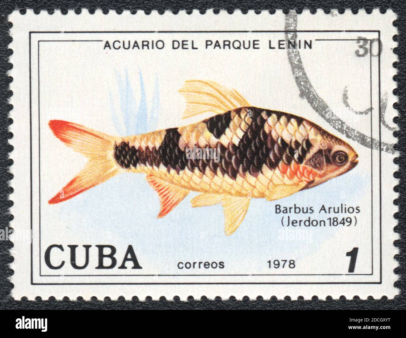 A stamp printed in Cuba shows a  aquarium fish  Barbus Arulius,  series 'Aquarium of Lenin Park', 1978 Stock Photo
