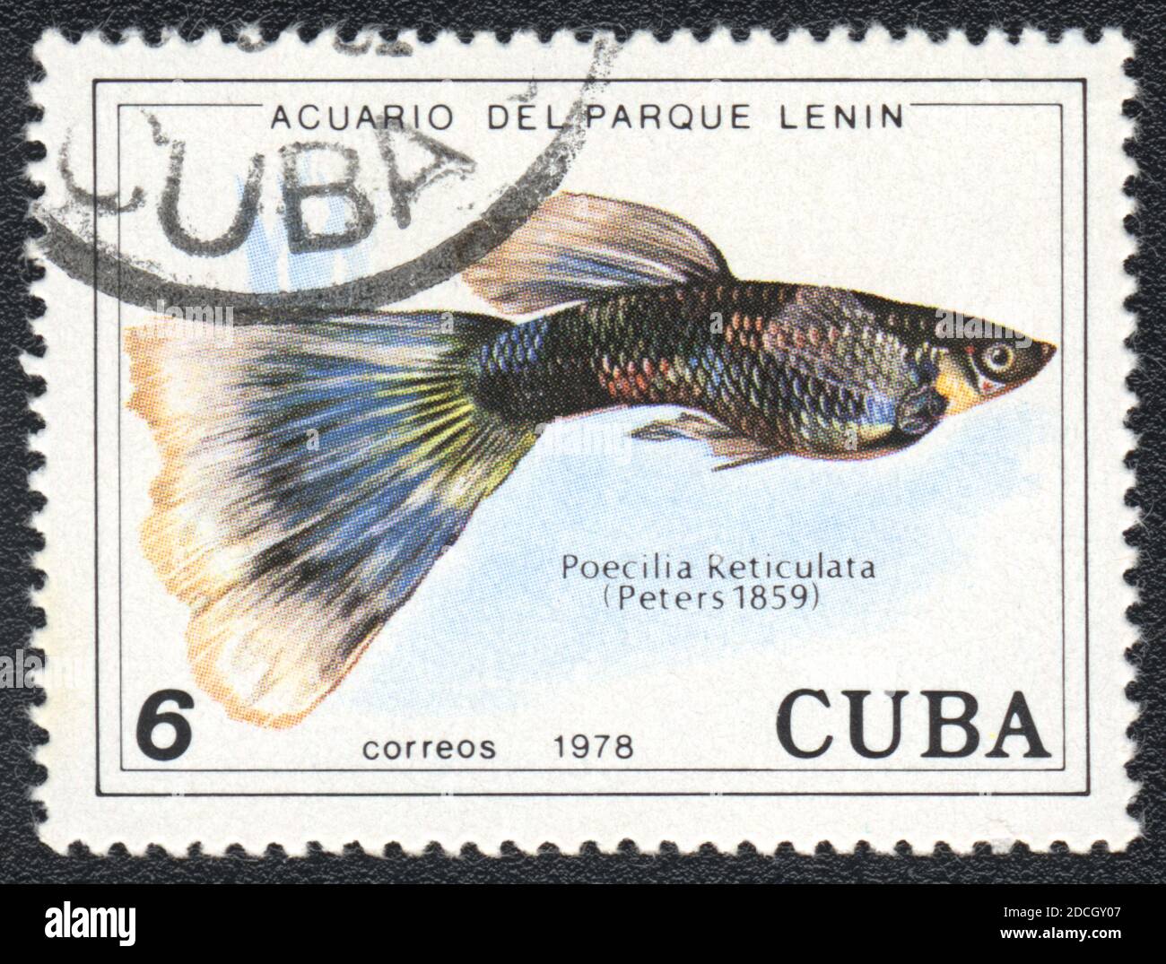 A stamp printed in Cuba shows a  aquarium fish Guppy (Poecilia Reticulata),  series 'Aquarium of Lenin Park', 1978 Stock Photo