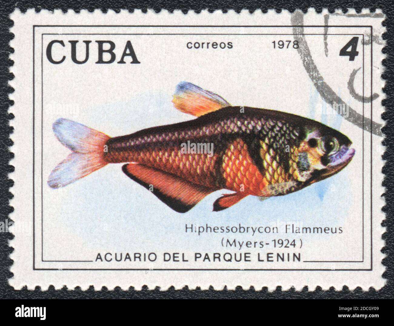 A stamp printed in Cuba shows a  aquarium fish Hiphessobrycon Flammeus,  series 'Aquarium of Lenin Park', 1978 Stock Photo