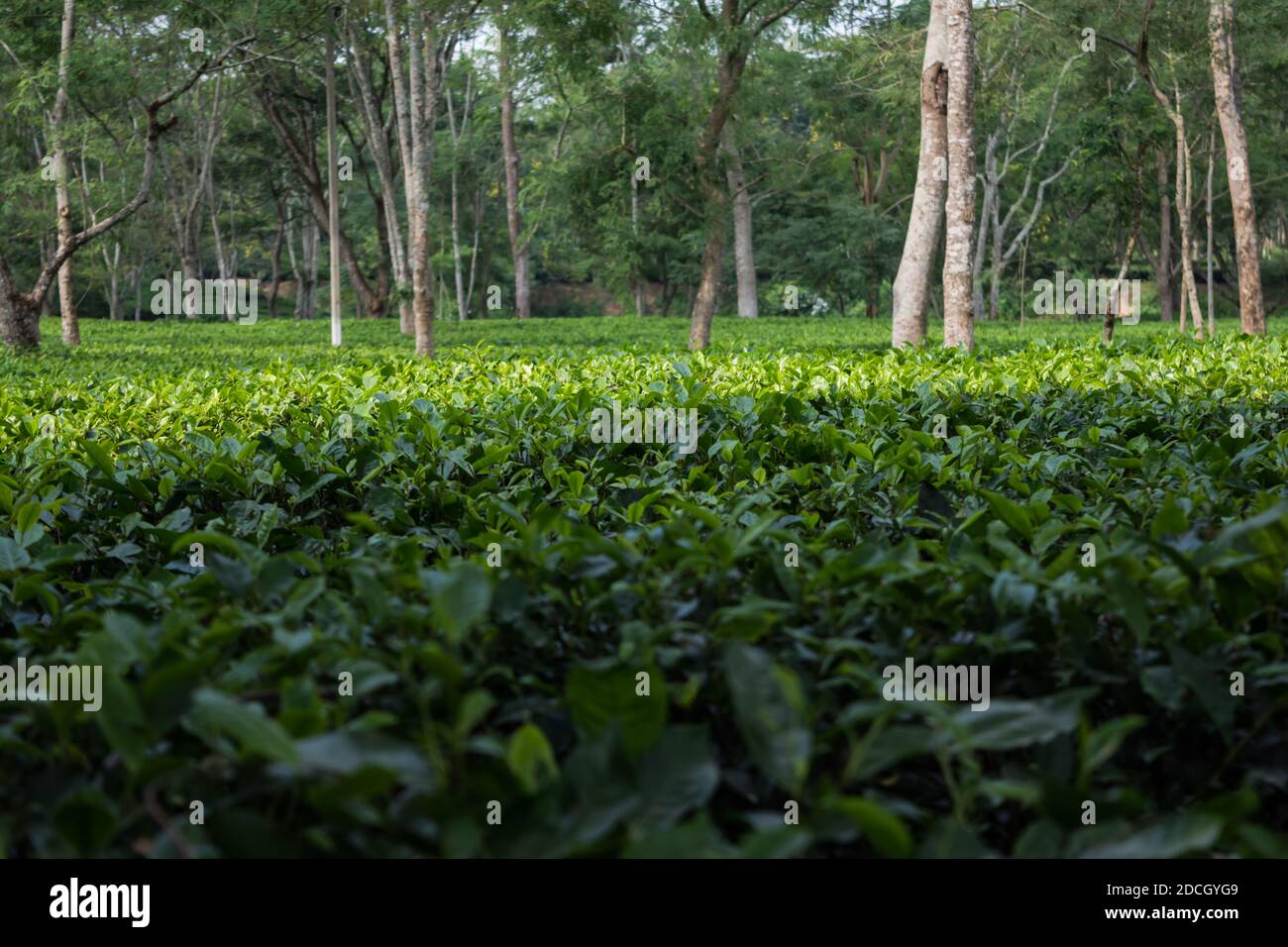 Green tea garden of Assam grown in lowland and Brahmaputra River Valley