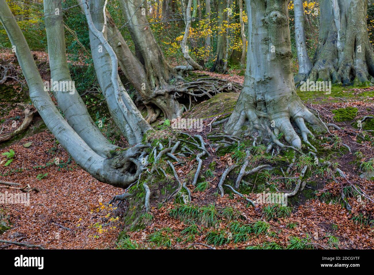 Beech trees with exposed roots due to soil erosion, near Abergavenny, along the Monmouthshire and Brecon Canal. Stock Photo