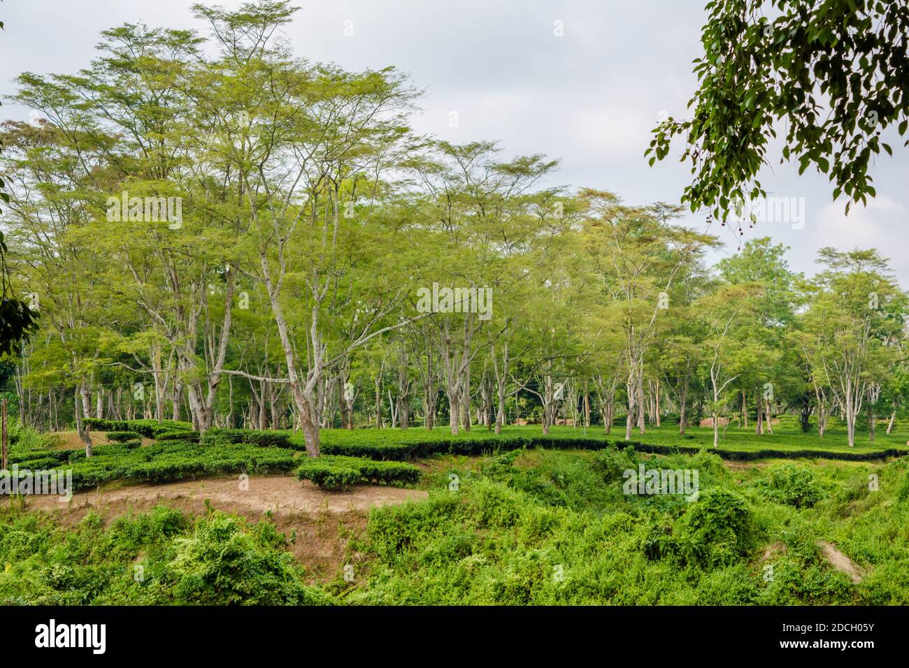 Green tea garden of Assam grown in lowland and Brahmaputra River Valley