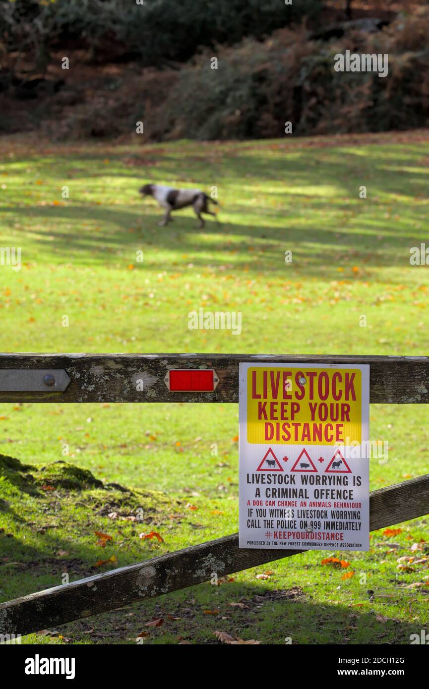 Warning Sign About Livestock And Dogs And Keep Your Distance With A Spaniel Dog Running Loose, Wild, Chasing Animals In The Background, New Forest, Ha Stock Photo