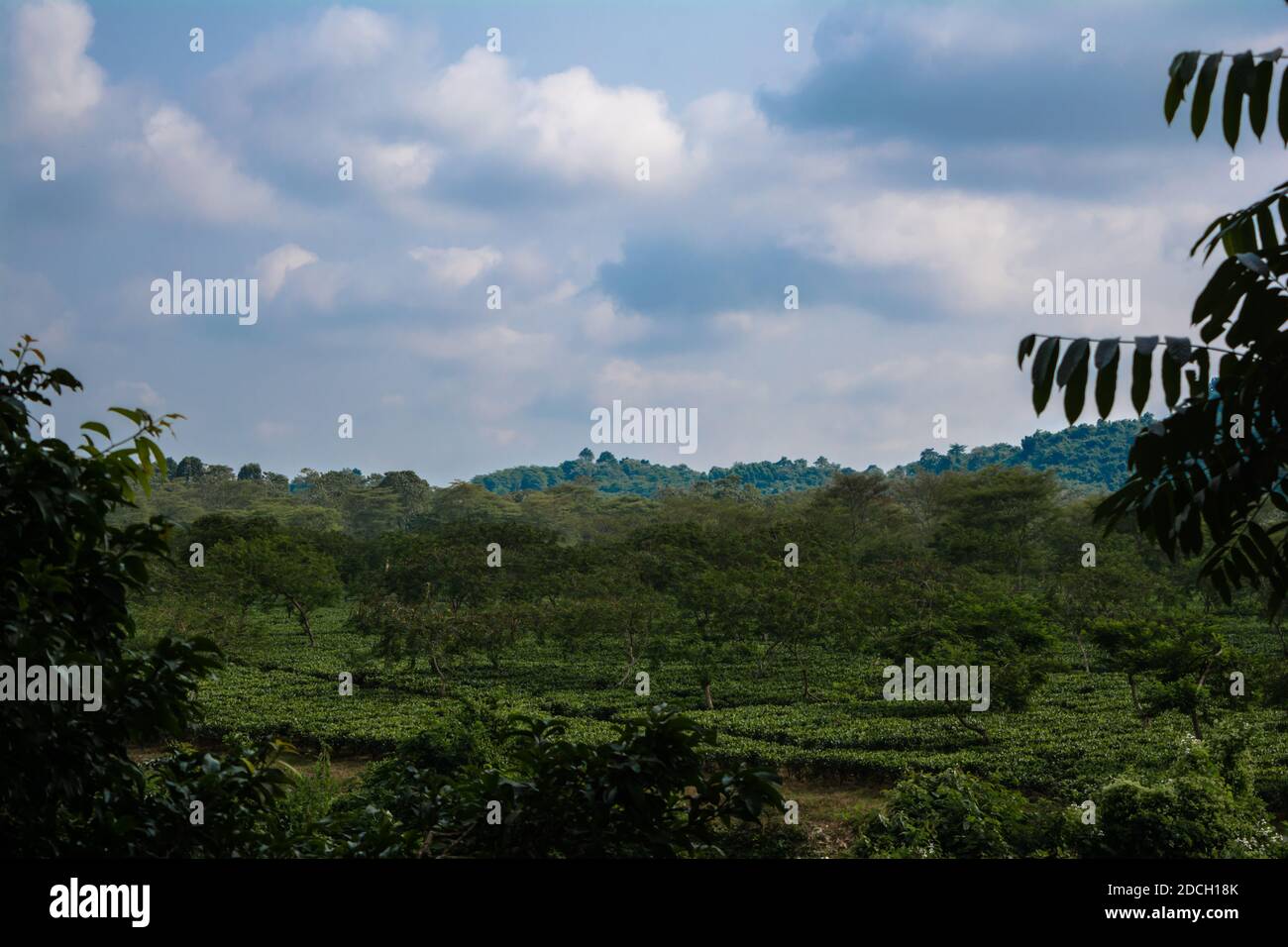 Green tea garden of Assam grown in lowland and Brahmaputra River Valley