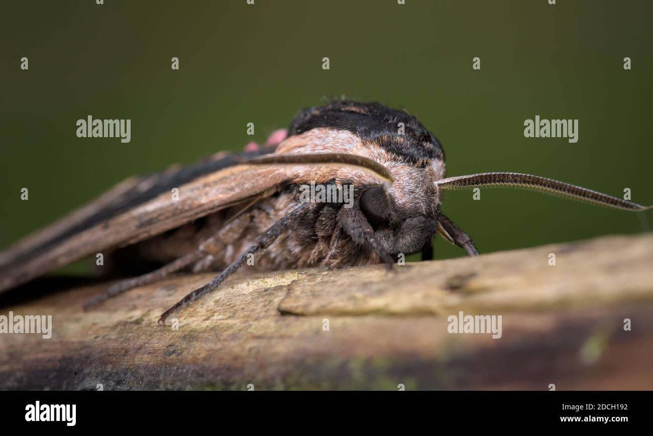 Macro Of The Head Of A Privet Hawk Moth, Sphinx ligustri, Showing ...