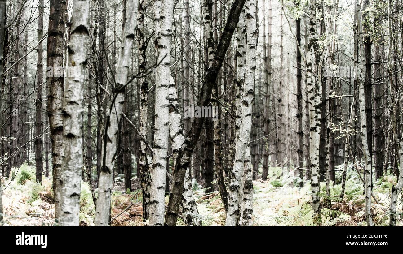Birch tree's, Birken, bäume, Birchtree, forest, birch forest ...