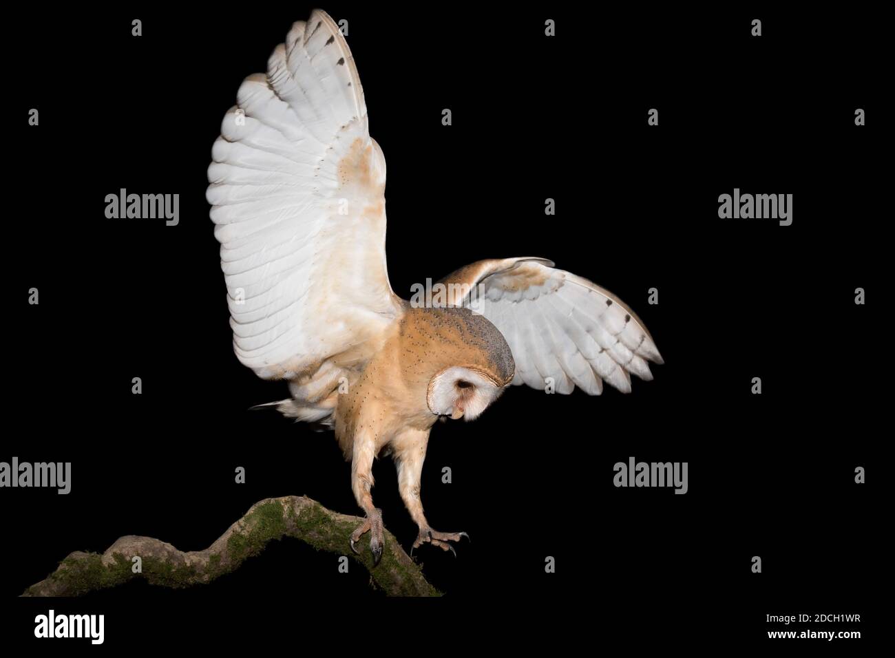 The Barn owl, a perfect predator (Tyto alba) Stock Photo
