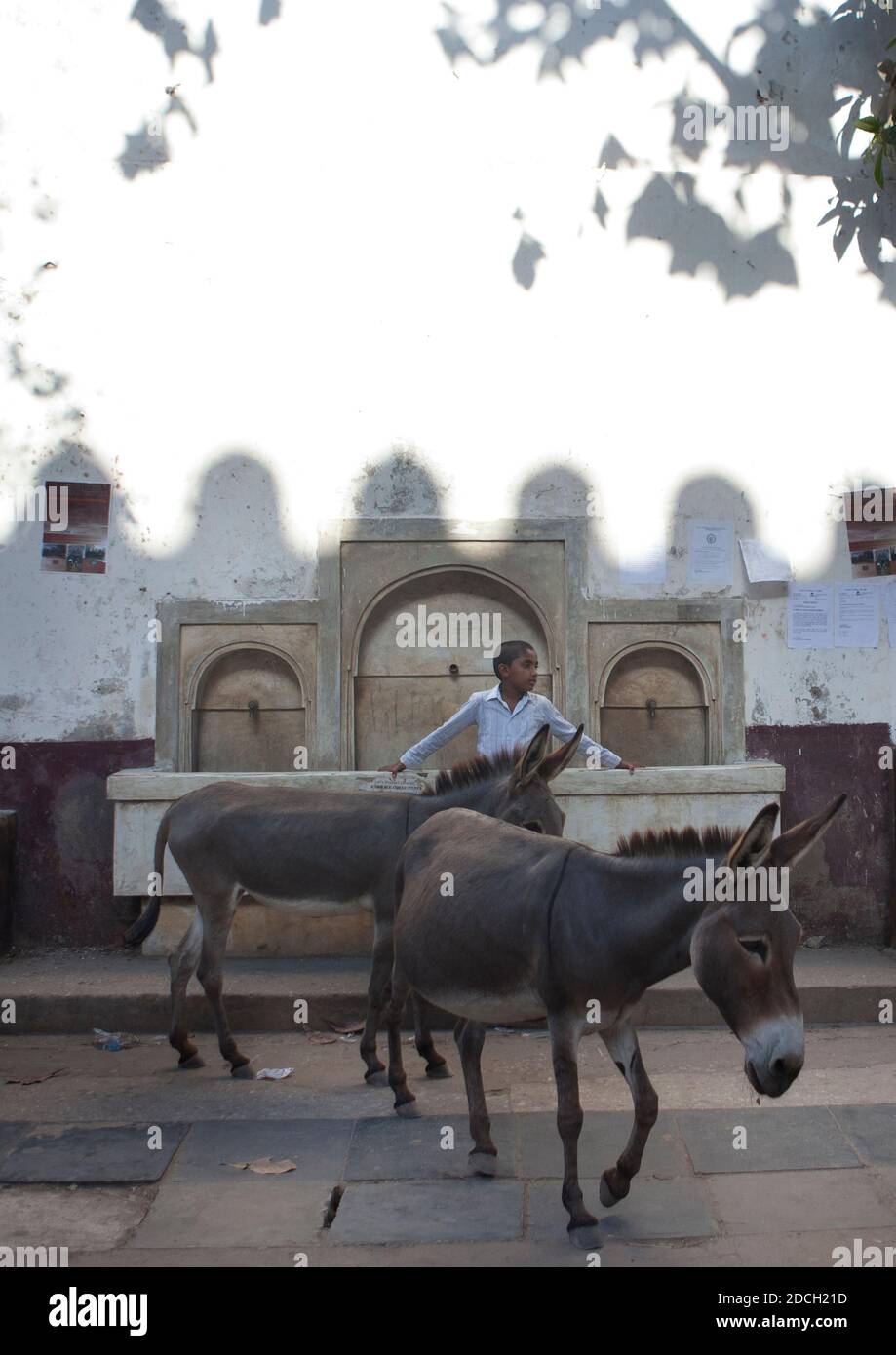 A kenyan boy with two donkeys in front of a fountain, Lamu County, Lamu, Kenya Stock Photo