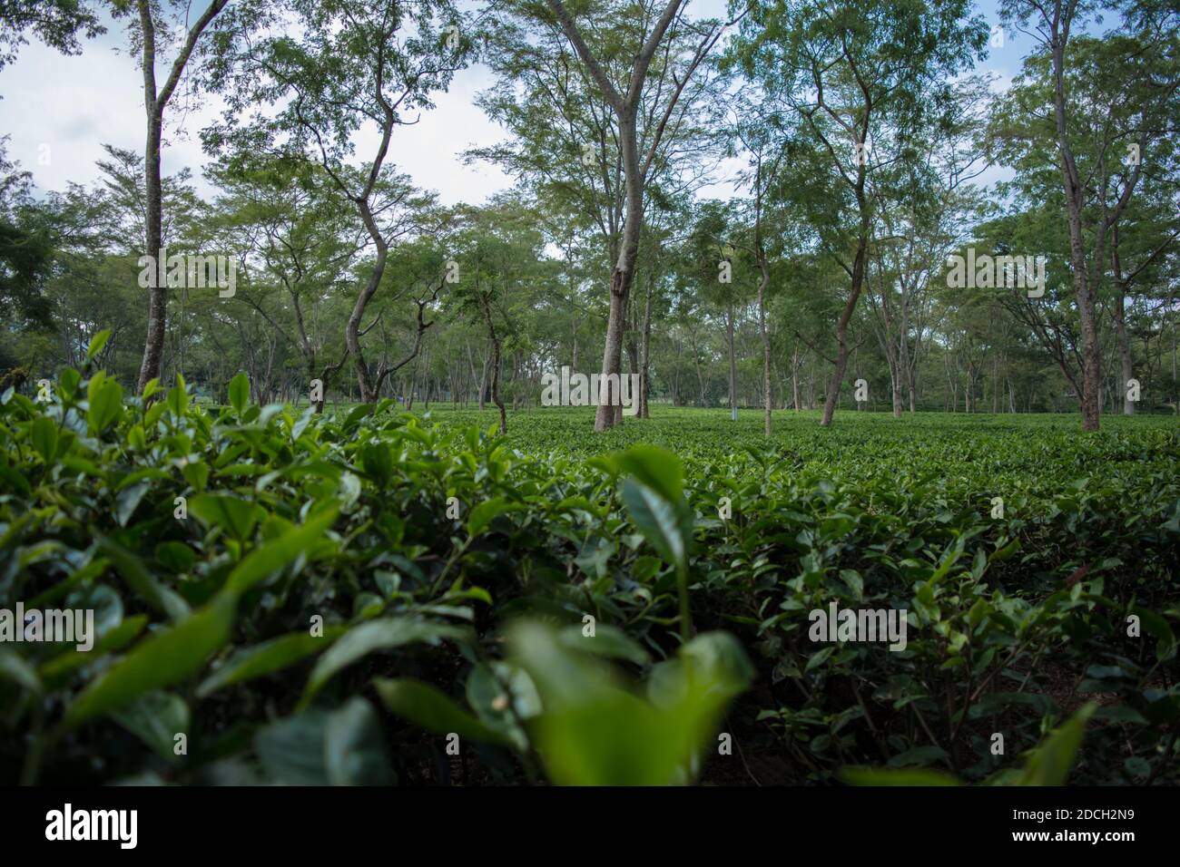 Green tea garden of Assam grown in lowland and Brahmaputra River Valley