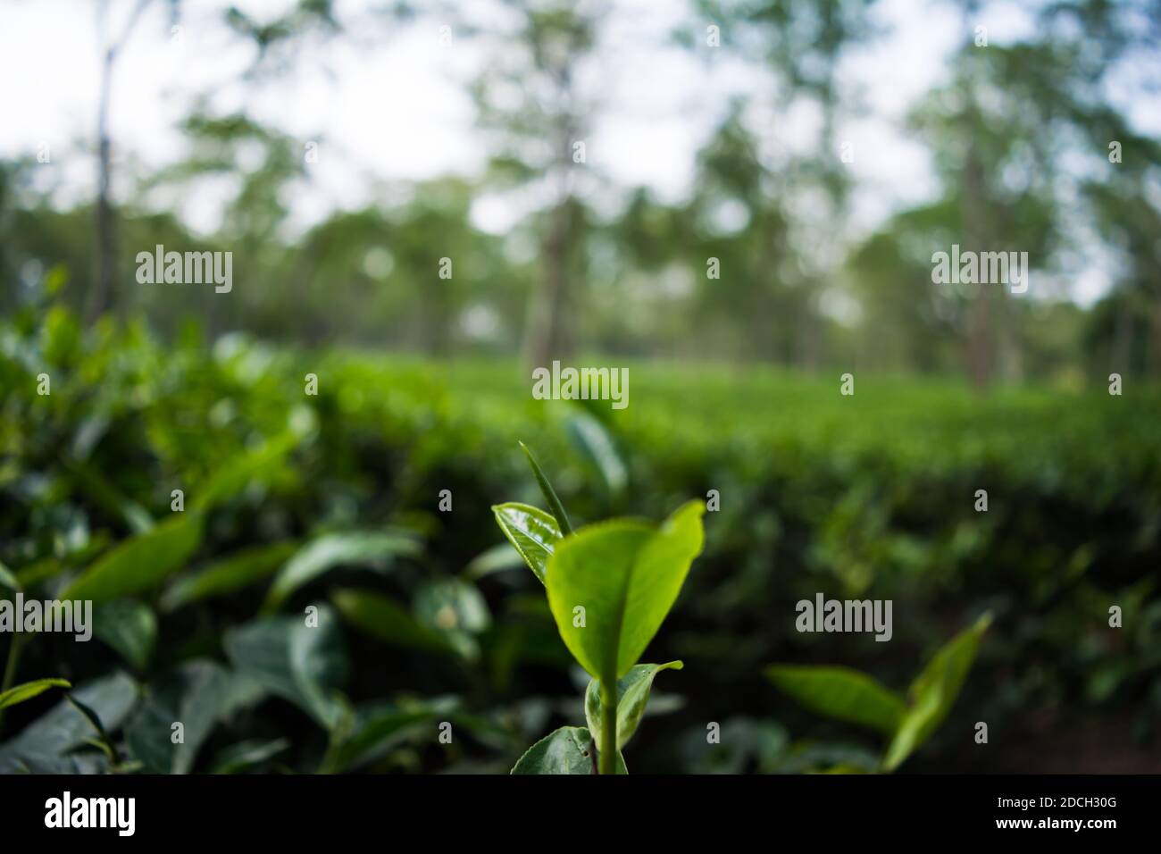 Green tea garden of Assam grown in lowland and Brahmaputra River Valley