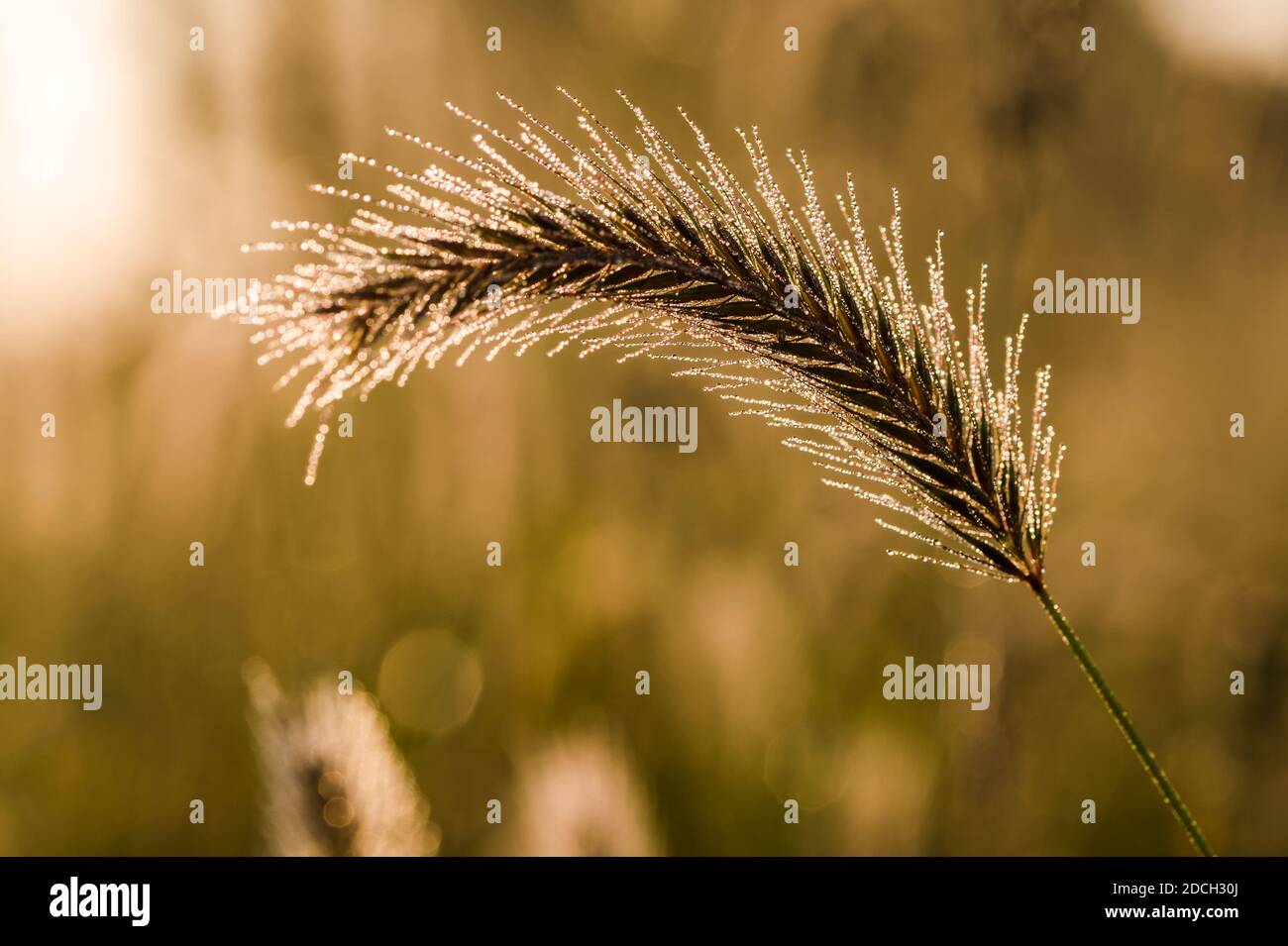 close up of wheat ears , morning photo Stock Photo