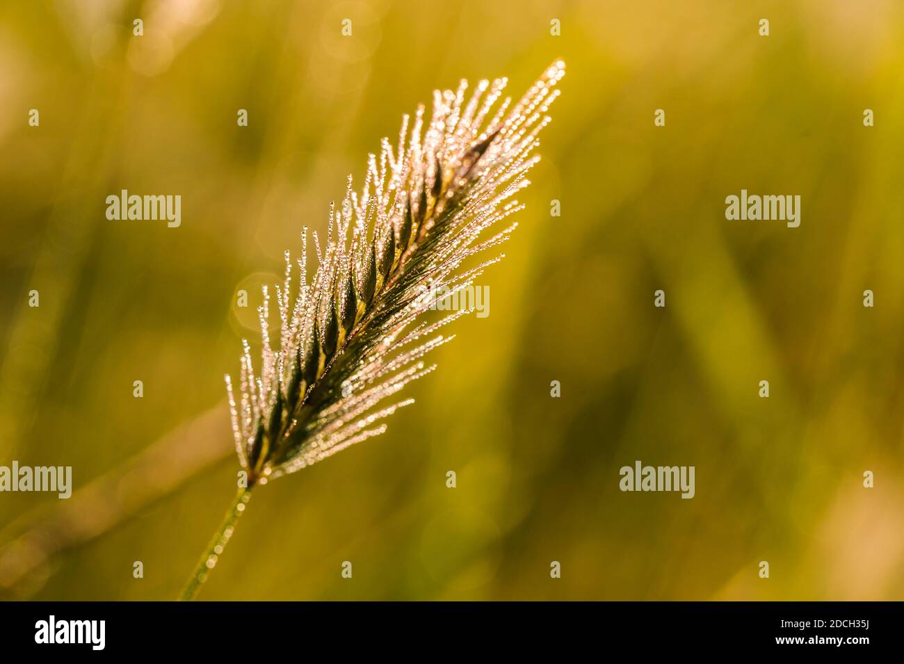 close up of wheat ears , morning photo Stock Photo