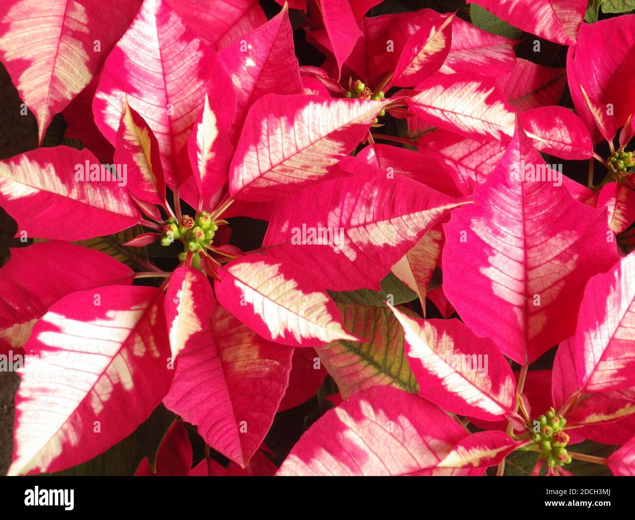 A closeup of "poinsettia" flowers, commercially important plant species of the diverse spurge