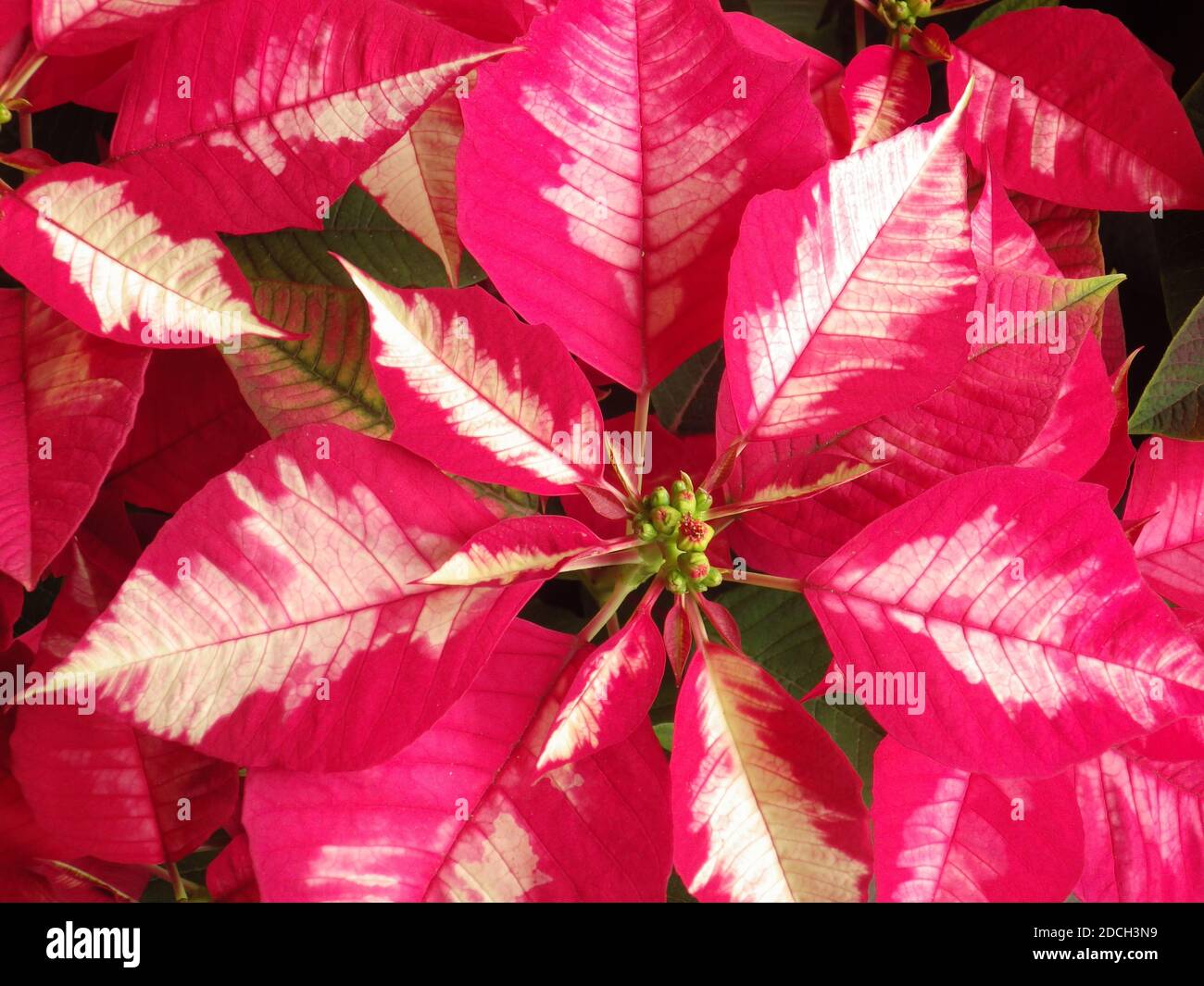A closeup of "poinsettia" flowers, commercially important plant species