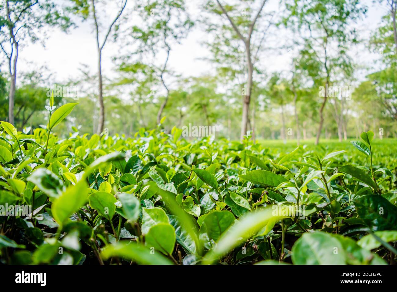 Green tea garden of Assam grown in lowland and Brahmaputra River Valley