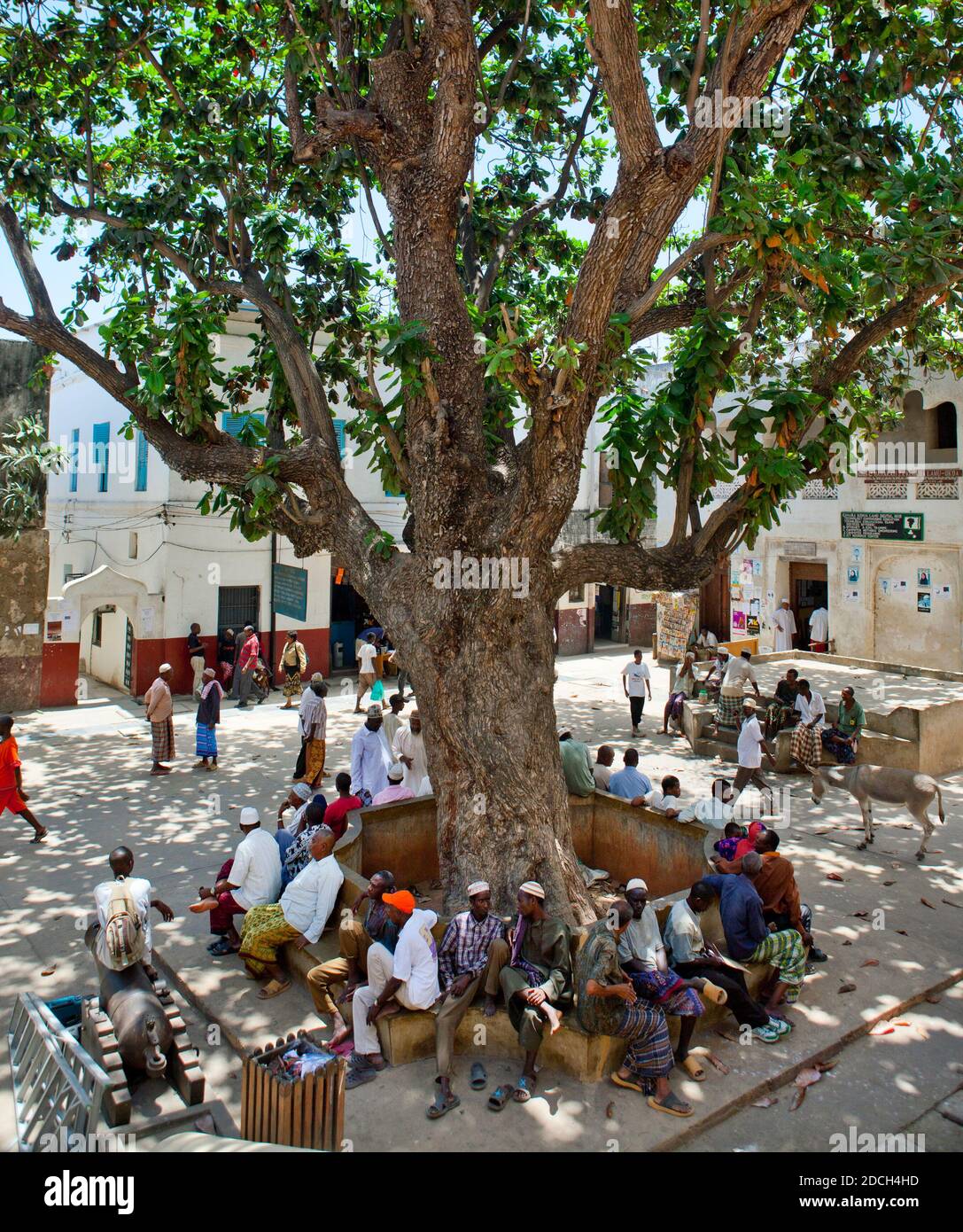 People resting in mkunguni square under a giant tree, Lamu county, Lamu
