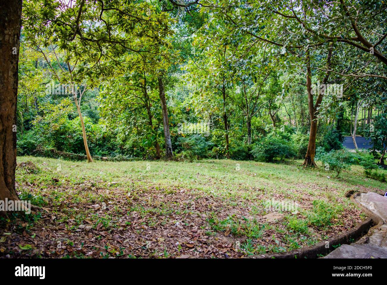 Green tea garden of Assam grown in lowland and Brahmaputra River Valley