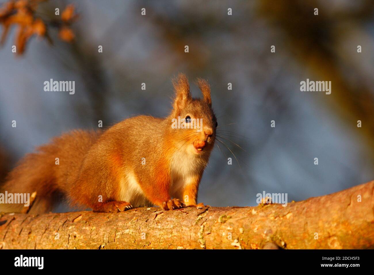 Red squirrel Sciurus vulgaris, on branch, Aberdeenshire, Scotland Stock Photo