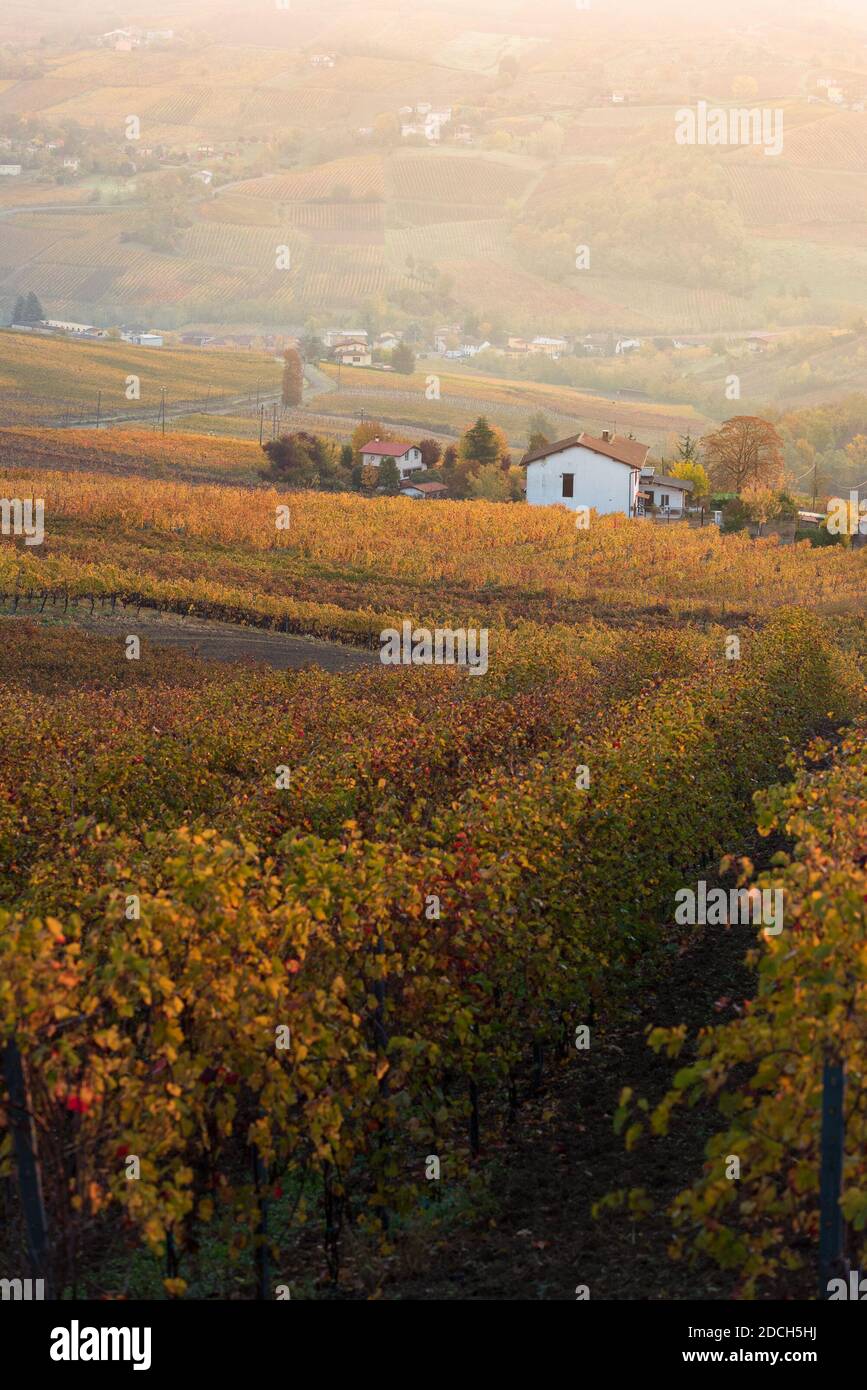 Small white countryhouse in colored vineyard in oltrepo' pavese at sunrise with warm light sunrays Stock Photo