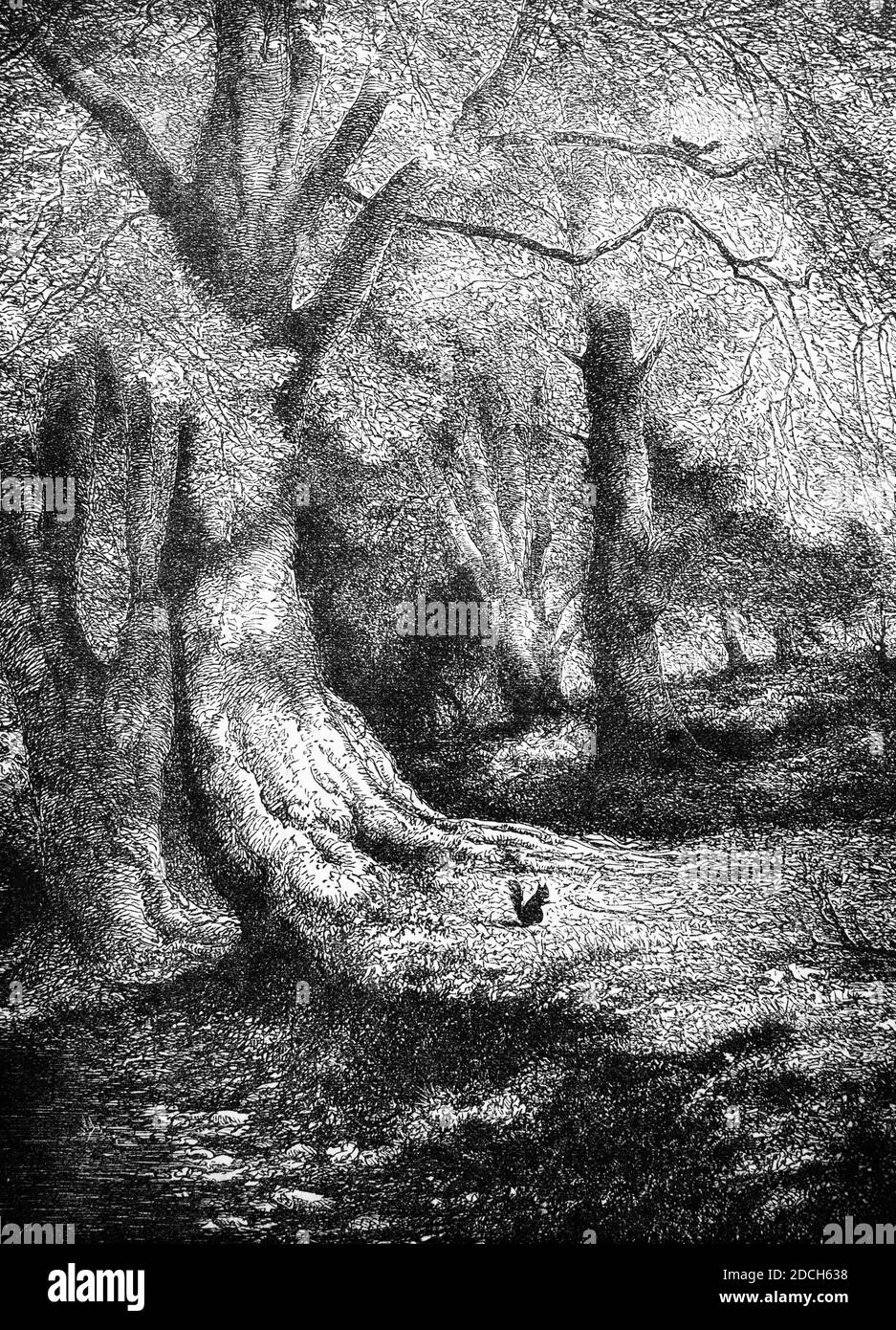 A 19th Century view of a glade in the New Forest, one of the largest remaining tracts of heathland and forest in Southern England, covering southwest Hampshire and southeast Wiltshire. It was proclaimed a royal forest by William the Conqueror, featuring in the Domesday Book and during the 18th century, became a source of timber for the Royal Navy. It remains a habitat for many rare birds and mammals including the squirrels in the illustration. Stock Photo